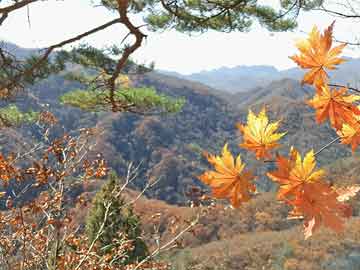 關(guān)于管家婆一肖一碼必中一肖的真相探究——揭示背后的風(fēng)險(xiǎn)與犯罪性質(zhì)