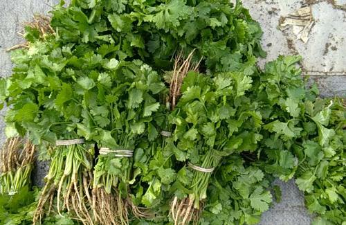 香菜最新價(jià)格動(dòng)態(tài)分析