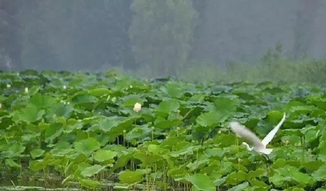 魚臺(tái)最新地圖，揭示地域特色與發(fā)展藍(lán)圖