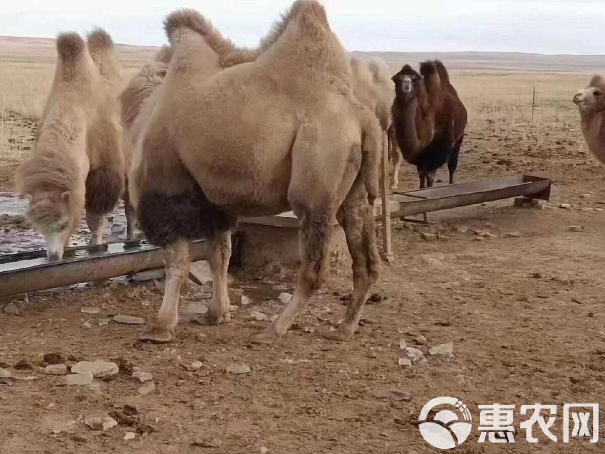 駱駝肉價(jià)格最新報(bào)價(jià)及市場(chǎng)動(dòng)態(tài)分析