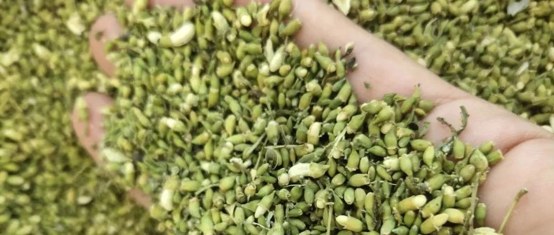 槐米價格最新動態(tài)，市場走勢分析與預測