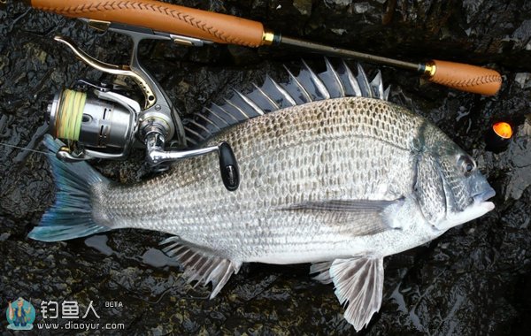最新筏釣黑鯛視頻，技巧、經(jīng)驗(yàn)與實(shí)踐的完美結(jié)合