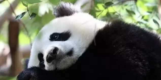 大熊貓萌蘭的最新視頻，自然之美的展現(xiàn)