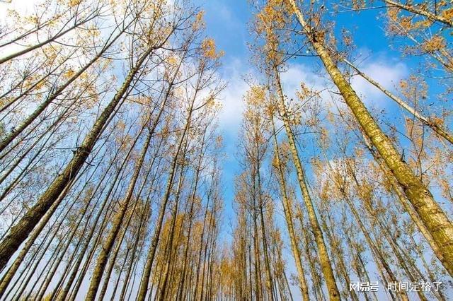 白楊最新誰(shuí)——探尋新時(shí)代的精神象征