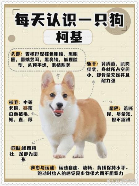 最新柯基,最新柯基，魅力、特點(diǎn)與養(yǎng)護(hù)指南