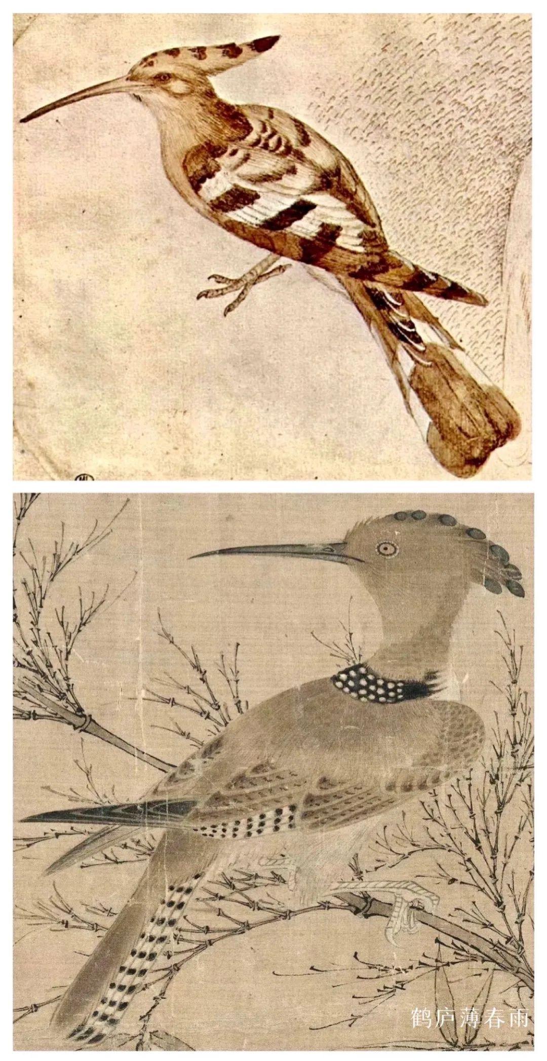 最新鳥哥,最新鳥哥，探索自然與科技的融合之旅