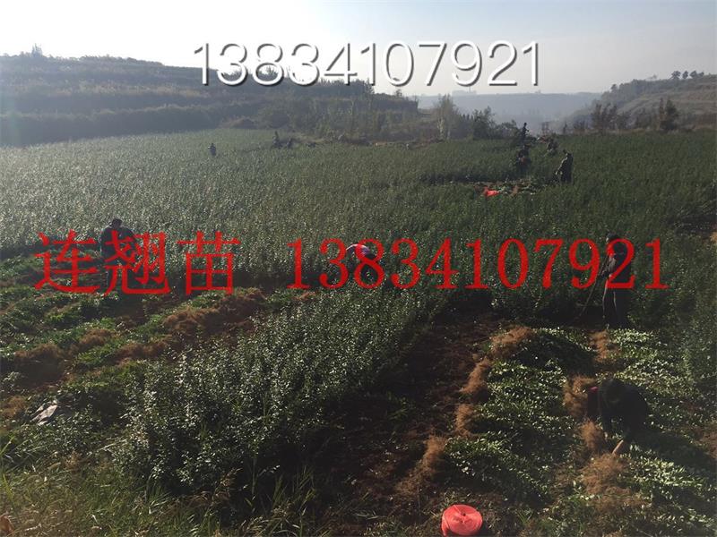 連翹最新價格,連翹最新價格動態(tài)及市場分析