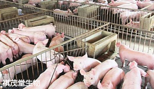 豬肉價格最新消息,豬肉價格最新消息，市場動態(tài)、影響因素及未來趨勢分析