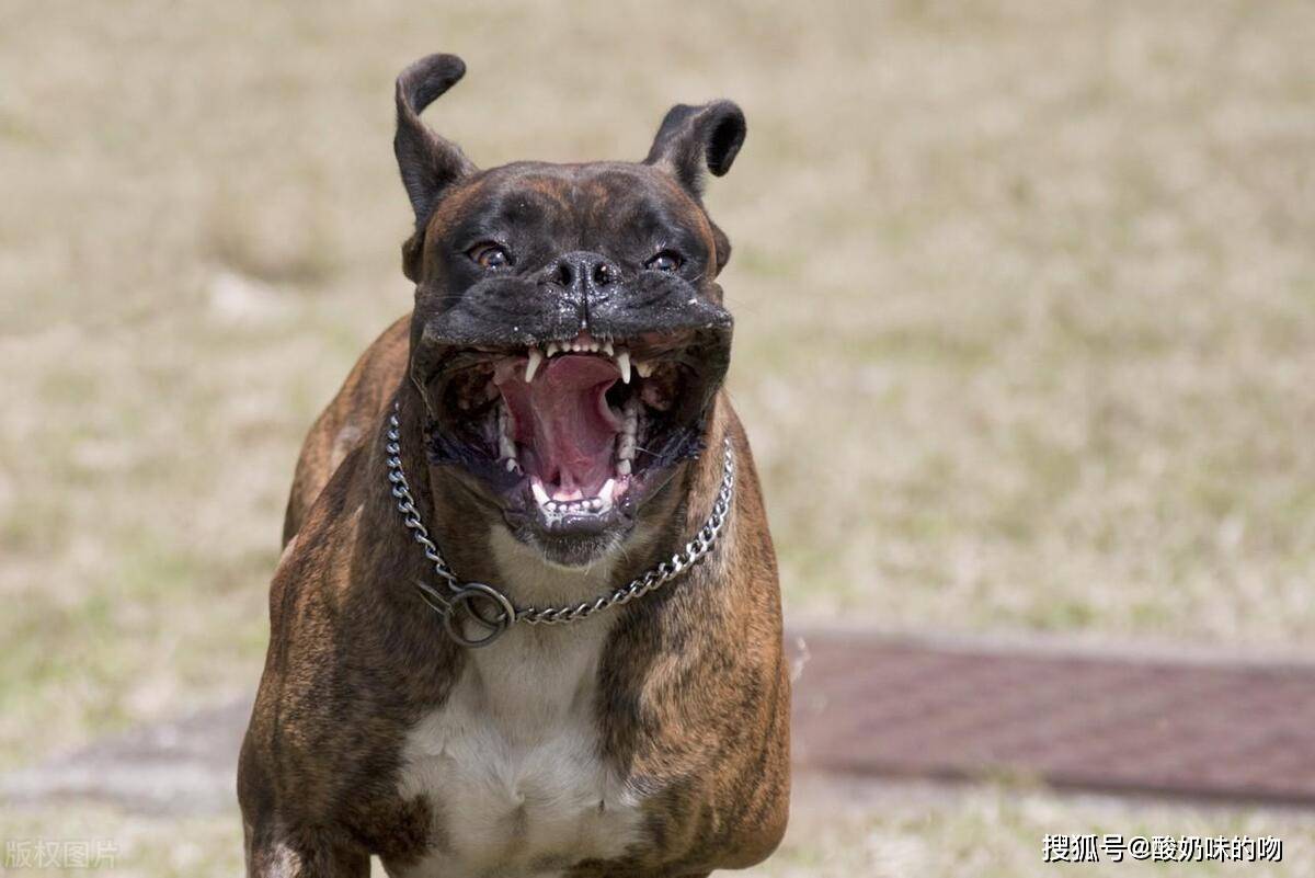 惡犬最新磁力,惡犬最新磁力，探索背后的真相與應(yīng)對之道