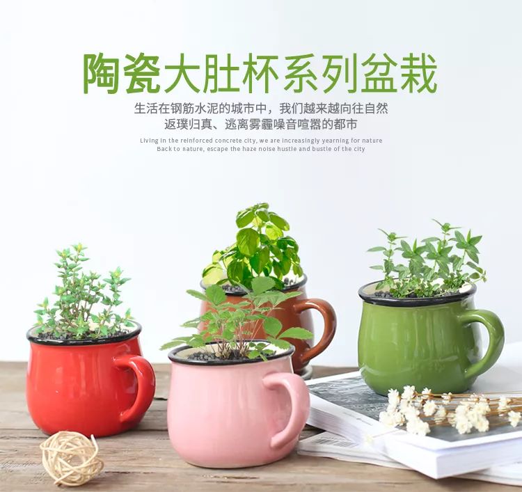 最新盆栽杯,最新盆栽杯，時(shí)尚與生態(tài)的融合
