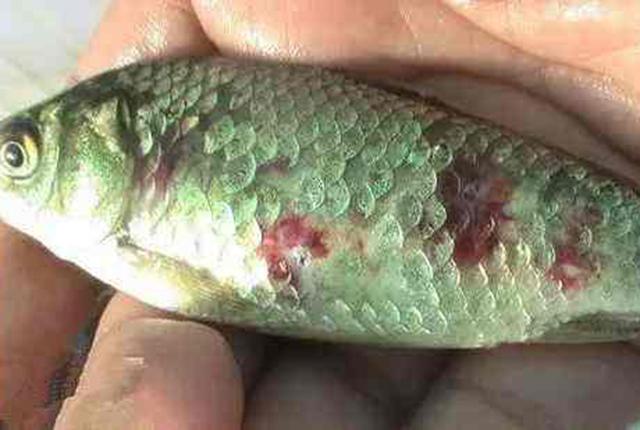 最新魚瘟,最新魚瘟及其防治策略