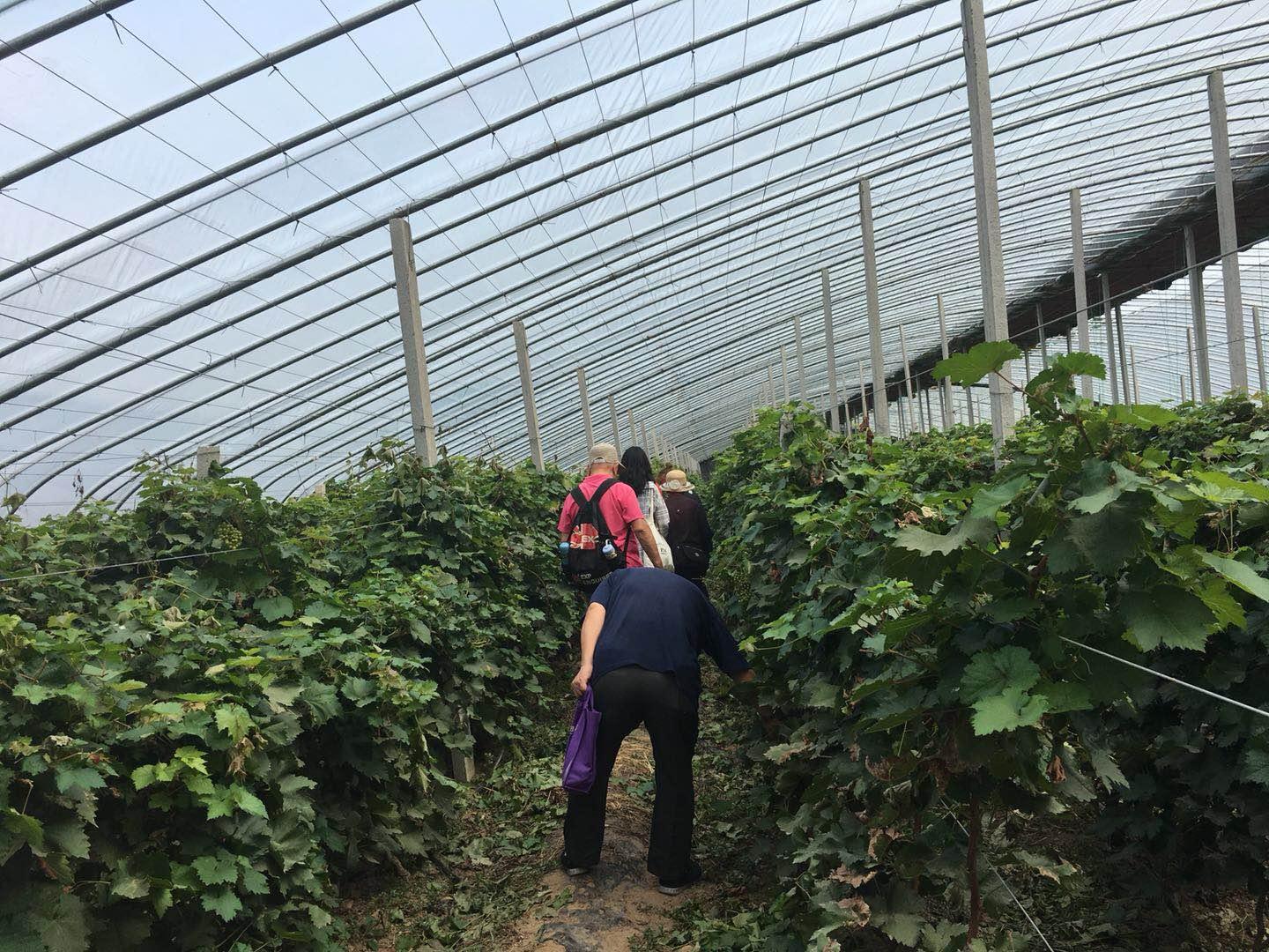 茄子門最新,茄子門最新動態(tài)，探索前沿技術(shù)與傳統(tǒng)魅力的融合