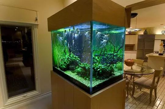 最新魚缸圖,最新魚缸設(shè)計(jì)圖，打造完美的水族世界